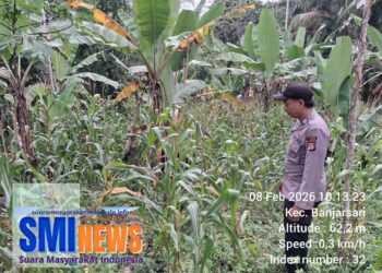Cek dan Kontrol Bibit Jagung, Bhabinkamtibmas Polsek Banjarsari Dukung Program Ketahanan Pangan