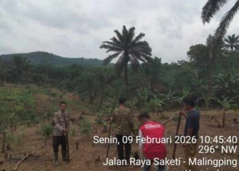 Kontrol Tanaman Bibit Jagung, Bhabinkamtibmas Polsek Banjarsari Dukung Program Ketahanan Pangan Pemerintah