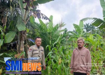 ‎Bhabinkamtibmas Polsek Banjarsari Buka Lahan Jagung Hibrida di Desa Umbuljaya